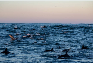 A pod of dolphins swimming through the open sea at dusk