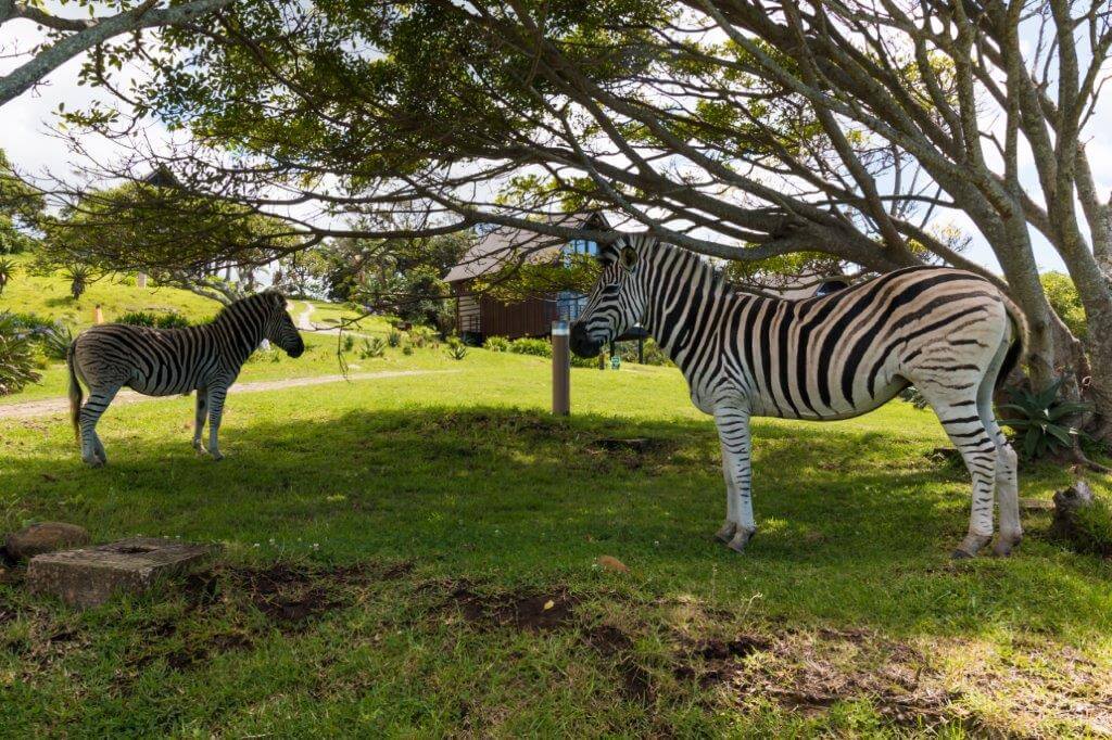 Two zebras resting and grazing beneath coastal trees